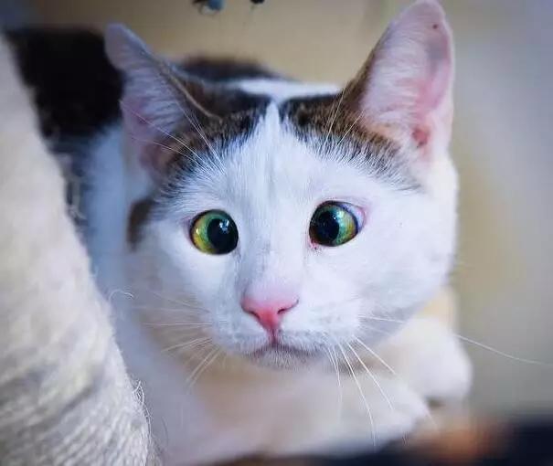 小猫长着斗鸡眼，长期被欺，被人收养才改变了命运
