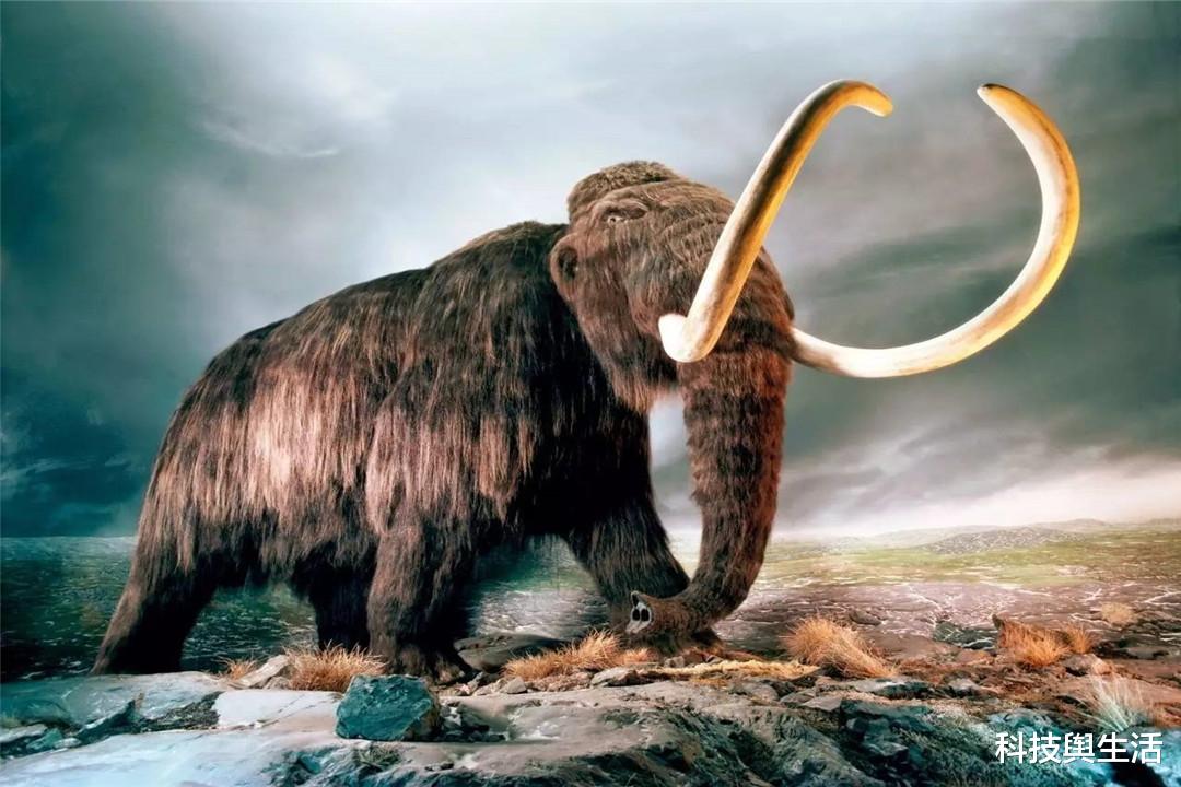 猛犸象|1943年前苏联遇到猛犸象，可它们不是灭绝了吗？遇到的是什么？