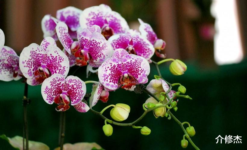 『生肖』6月底，颜值与才华并存，气质也非常出众，异性缘好到爆的4大生肖