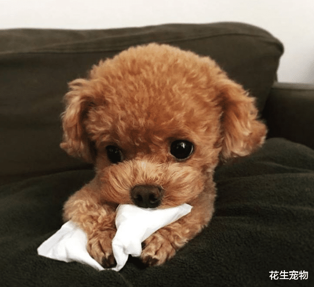 泰迪最不喜欢的几件事，铲屎官尽量不要做