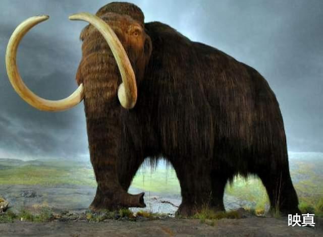 猛犸象|什么加速了猛犸象的灭亡？与人类有关，科学家发现直接证据