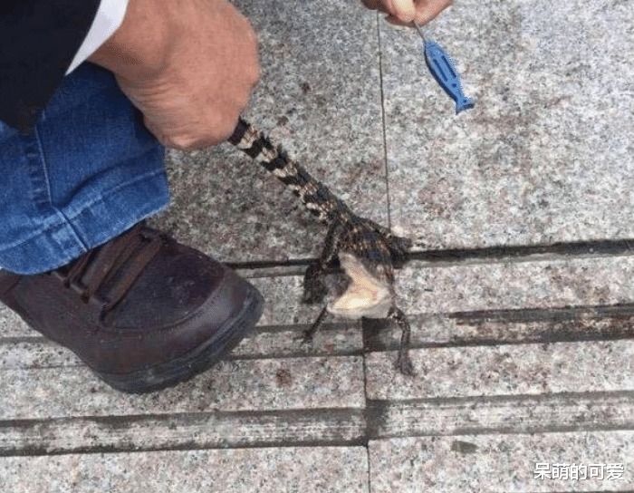 ：水深藏凶物！这些水底游荡的活物，一只比一只令人肝颤，谁钓起谁倒霉