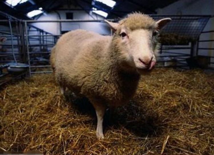 |为什么现在很少提“克隆”了?看下绵羊多莉的一生,或许你会明白