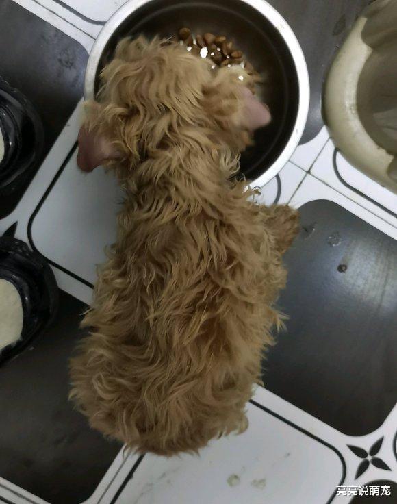 妹子在地铁口遇到只泰迪，买了根火腿肠喂它，吃完一直跟到家了