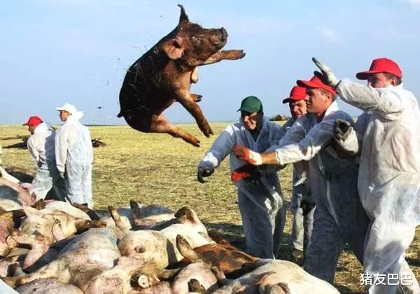 生猪价格|生猪产能大幅恢复，肉价咋不“降降降”？高猪价进入“倒计时”？