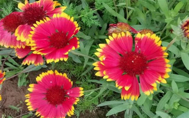 「双鱼座」下半年，一接幸运，二迎喜事，3个星座破茧化蝶，人生辉煌！