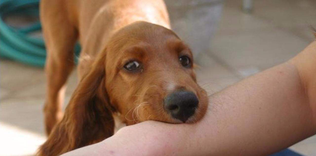 【狂犬病】被狗咬伤后，狂犬病发作死亡率极高，为何难以治愈？