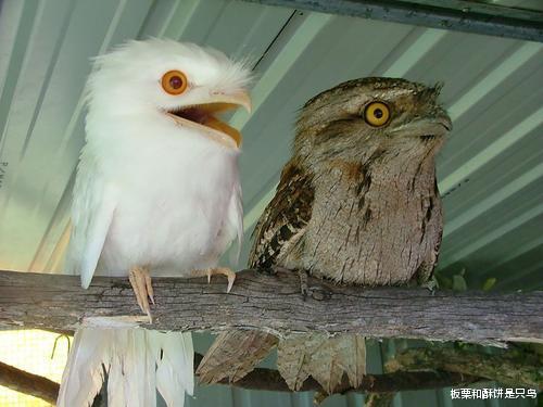 神农架|野生白化动物稀少，为什么在神农架成批出现？到现在已发现20多种