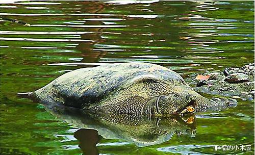 科学家|中国最长寿的生物，从清朝活到现在，人类将亲眼见证它的灭绝