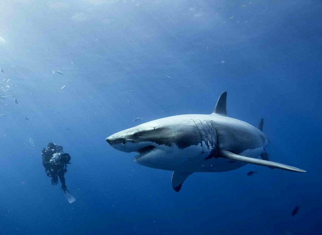 蜂蜜|海水很咸不能喝,那海洋中的鱼是怎么喝到淡水的呢?