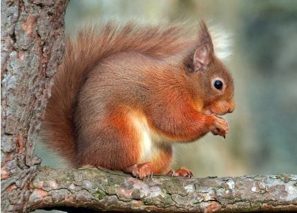 欧洲红松鼠：必养的宠物，还会变色