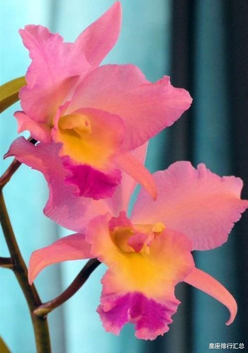 生肖|这几个星座恋爱会回头，像从前那样，重新接受重新开始