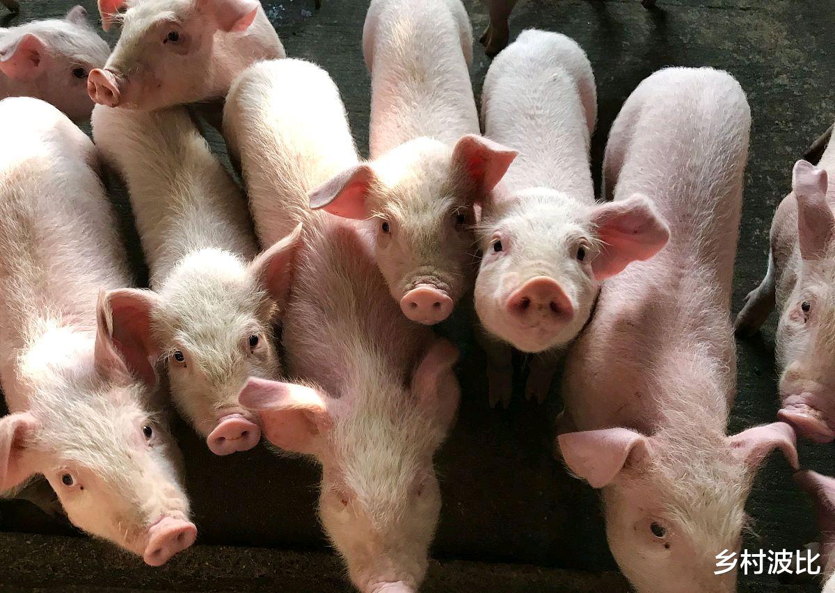 #生猪价格#猪价再次“变脸”，价格易涨难跌，后期价格会如何？