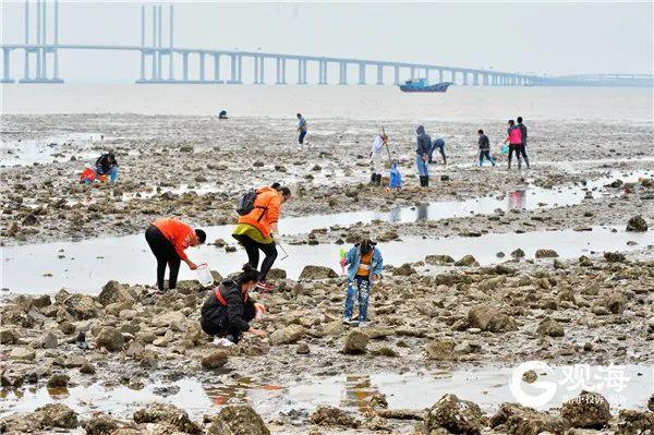 青岛市|“一挖一麻袋”！原来青岛大姨都在这赶海