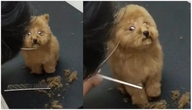 宁静|狗狗第一次美发，紧张的眼神害怕极了？狗子：别杀我，我妈有钱