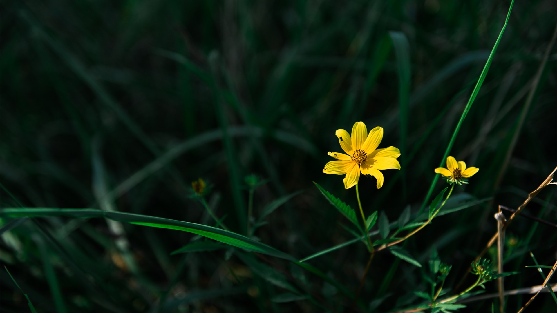 [白羊座]2020年下半年，一扫往日阴霾，紫气东来，最易收获财富的三大星座