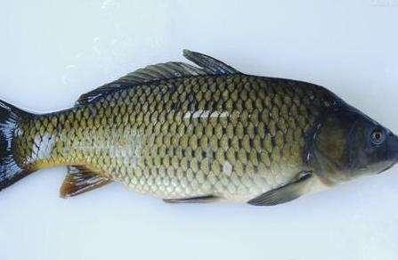 鲫鱼▲草洞钓鲫鱼：详在找鱼、诱鱼、钓鱼三部曲！