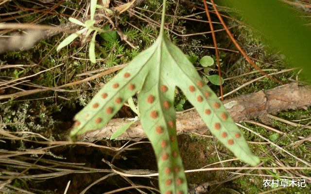：石头上一种野草，名为“七星剑”，价值126元一斤，你们认识吗？