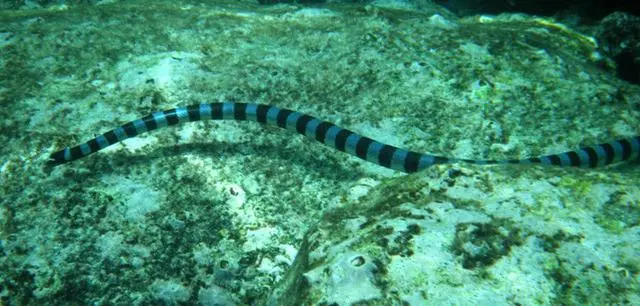 「蜘蛛」细数全世界十大剧毒的动物! 第一很艳丽, 第九却是难得的美食