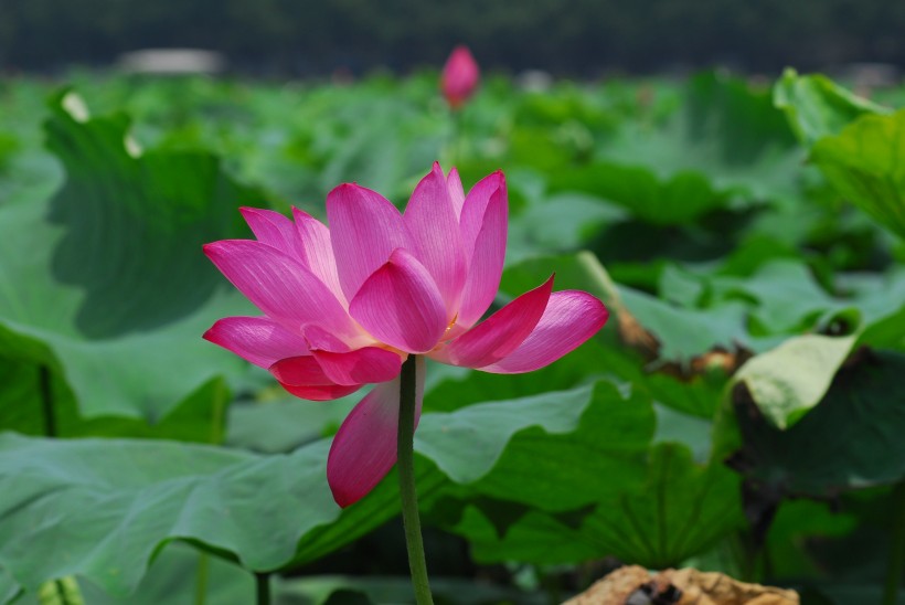 [生肖]7月开始，桃花运围绕，月老敲门送姻缘，甜蜜过日子的4大生肖
