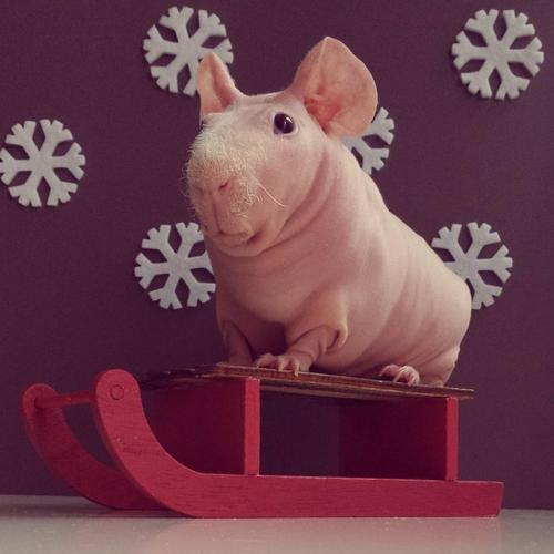 鸽子|10种由人类杂交培育出来的古怪动物