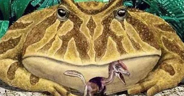 [恐龙]7000万年前与恐龙一同出现的魔鬼蛙，居然以恐龙为食，太强悍了