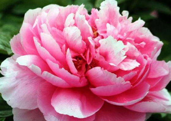 洪福齐天:将来三个月,4生肖洪福齐天,喜事连连,工作红红火火,大福大贵