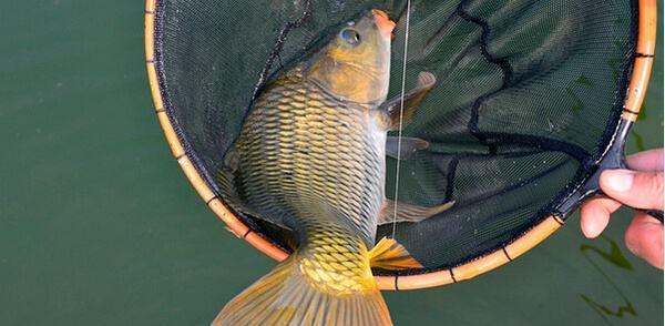 饵料|抛竿越远越好？谣言！这是你钓一会后就没鱼吃钩的原因！