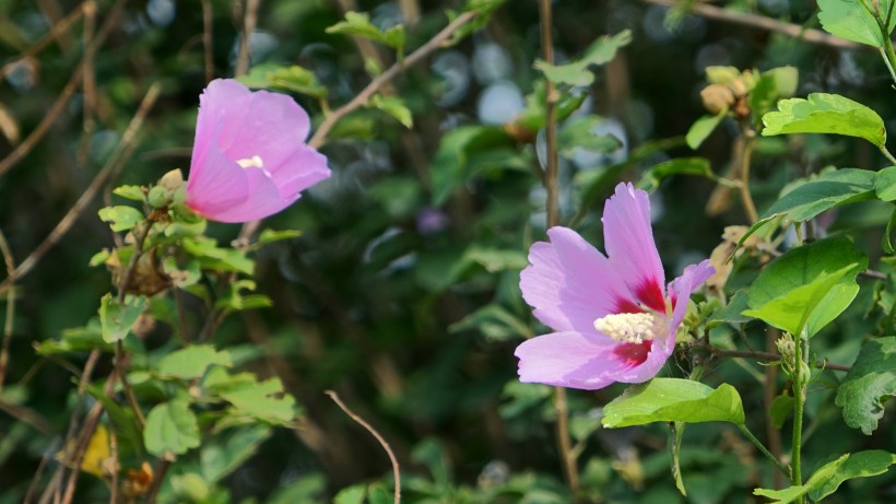 生肖@下个月,撞上桃花运,月老亲自来赐姻缘,旧爱有望回归的四大生肖