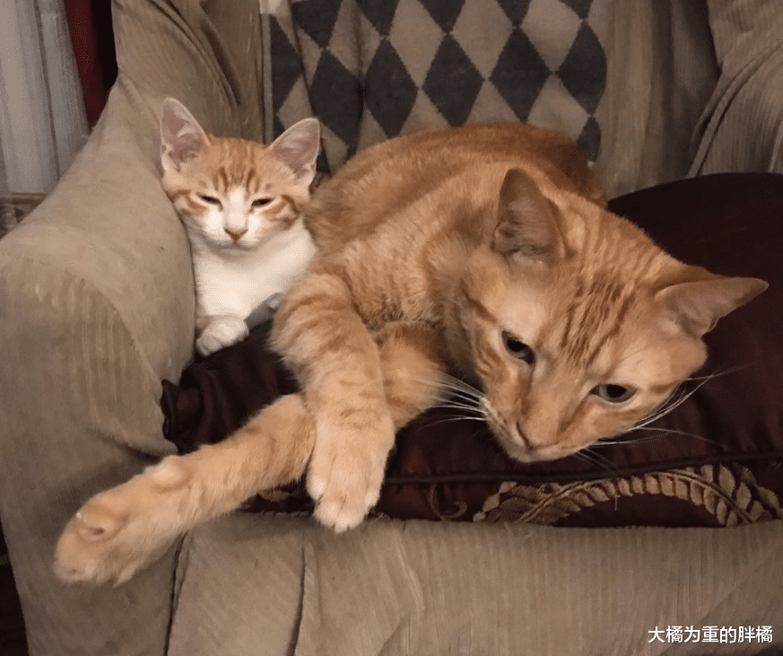 小猫主动求收养，刚来家中就带来和谐，大猫与主人已“冷战”4年