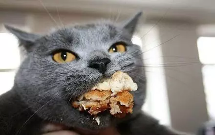 猫咪为了“偷吃东西”能有多嚣张？使出了吃奶的力气