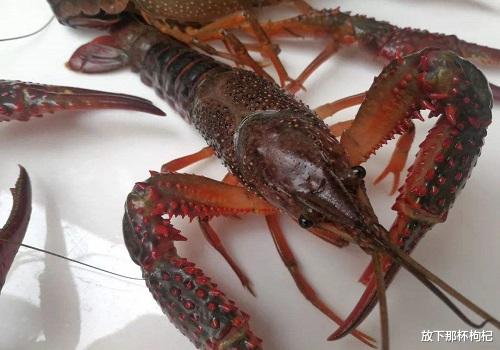 小龙虾@买小龙虾时，到底是选青壳还是红壳的小龙虾？别再被老板骗了