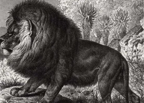 长江|全球六种动物留下的最后影像,都是已经灭绝的国宝级野生动物