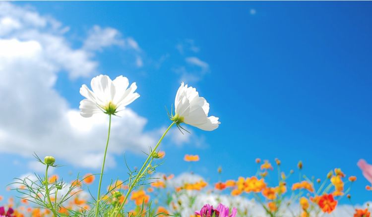 『后代』夫妻里有这属相，后代有才华，有能力，前程似锦，羡煞旁人