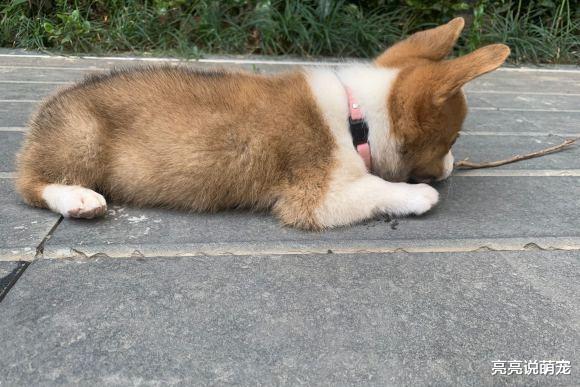 柯基的腿长长了，紧接着家里就遭殃了，难道它爸是……