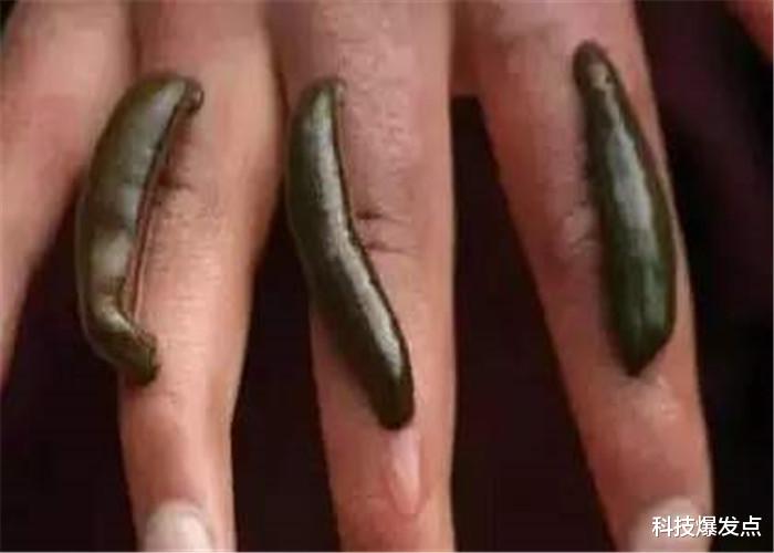 『』男子把水蛭放进52度二锅头中，奇异的一幕出现了，镜头全程记录！