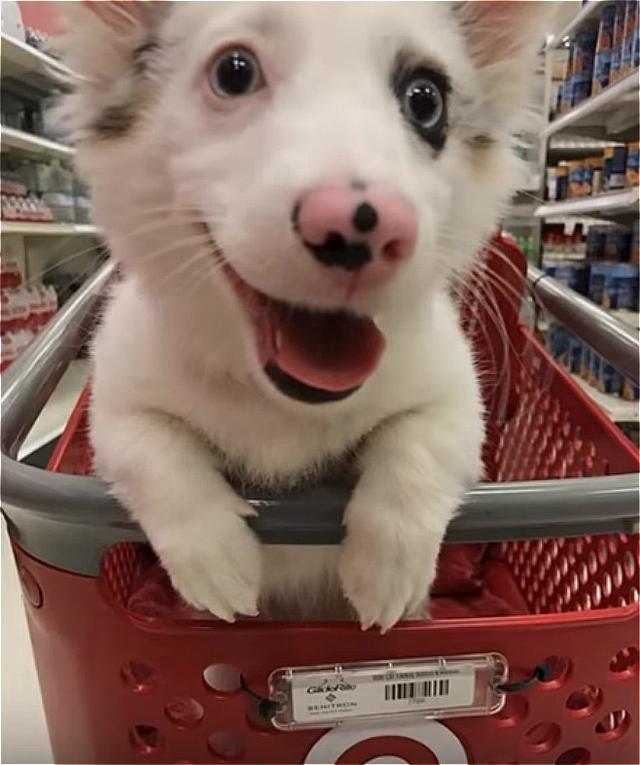 狗子第一次逛超市高兴的不得了，兴奋的表情可以拿来做表情包了