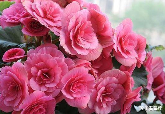 []未来十天，桃花满枝，旧情萦绕，触动心扉，决定回头，与前任相守