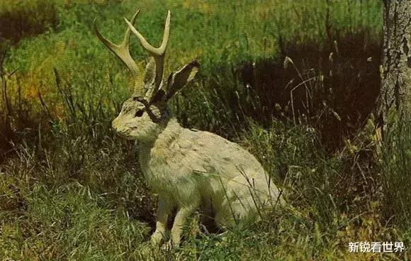 兔子|真实存在于现实，传说中的6大奇异生物标本，真相却让人哭笑不得