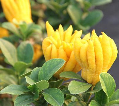 『胃病』胃病多年治不好，治胃先灭菌，1剂中药方，胃痛胃胀全消失