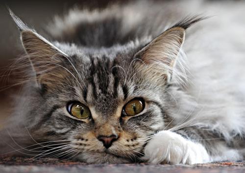 还记得和王一博对视的那只猫吗？你知道是什么品种吗？一起来看看吧