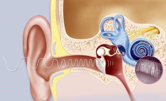 |人体的身体上存在几个“洞”？男性和女性存在差异吗？