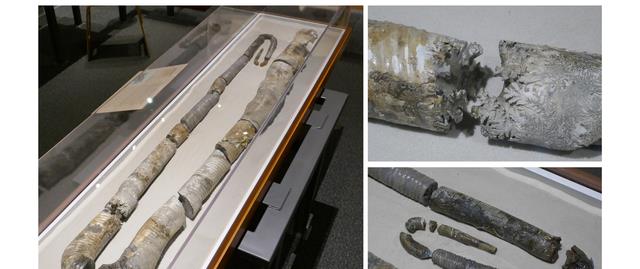 浣熊|酷似回形针，寿命200年，乌贼为什么长这怪样？真的难死科学家了