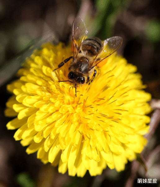 生肖|未来一个月，财门大开的4大生肖，吉星庇佑，财运暴涨滚滚来！