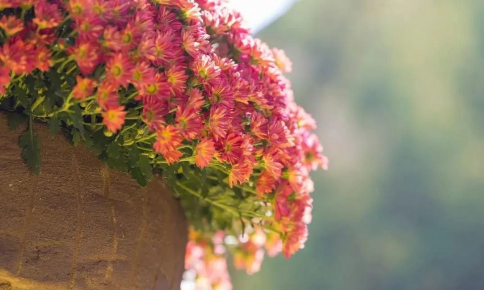 运势|下半年六六大顺，聚福拢财，穷人变百万富翁的四生肖