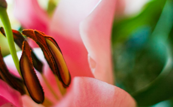 运势|十月下旬开始，运势极佳，桃花临门，天天数钱的生肖