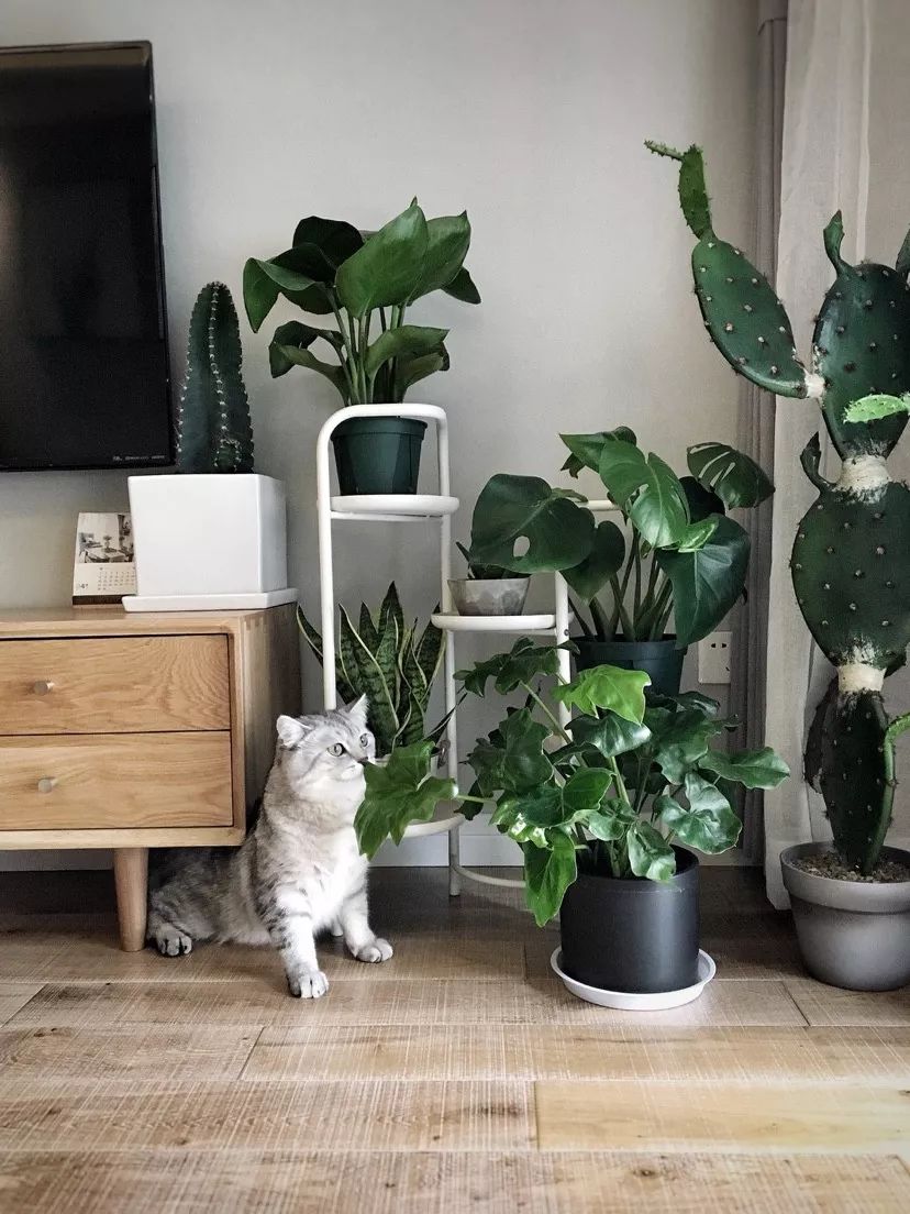 绿植怎么种更美？多种几盆，摆上架子，美出天际！