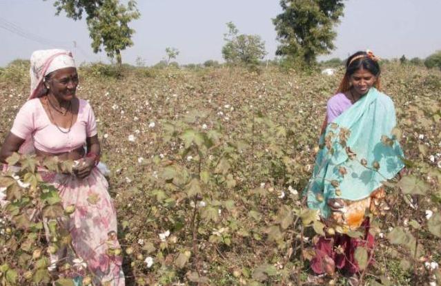 #印度#印度低价将棉花出口给我国又高价买回去，有问题？原因让我们沉默