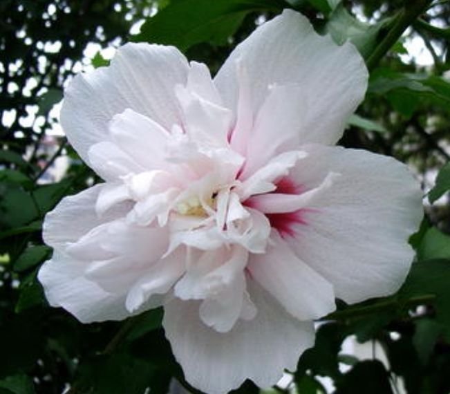 生肖|下半年喜事天降，“添财”，“添福”，又“添喜”的4大生肖