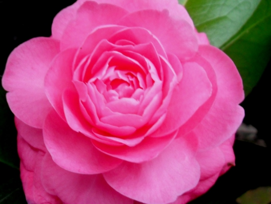 [十二星座]下周幸运降临，4属相迎来光明前景，事业红红火火，发展越来越好